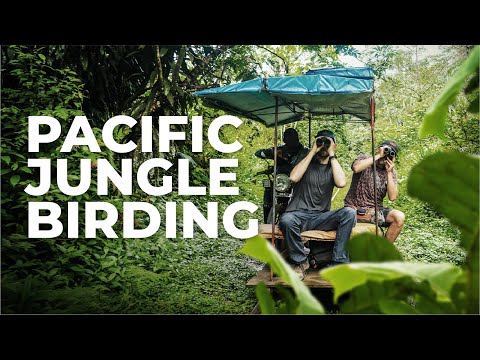 Birding Adventures in Colombia's Pacific Jungle | Valle del Cauca, Colombia | Field Guides