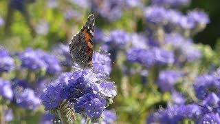 Super Bloom 2019 in the Anza-Borrego Desert State Park