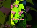 Beautiful Bougainville #ree l#bougainvillea #viral #shorts