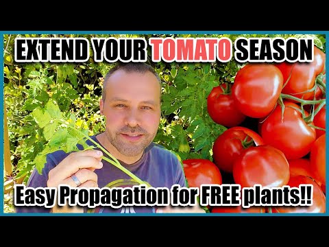 Video: Tomato Propagation By Cuttings - How To Root Tomato Cuttings