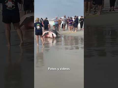 Un tiburón blanco de unas 1,500 libras queda varado en una playa de Florida