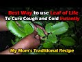 How to use leaf of life to get rid of cough and colds instantly medicinal plant series