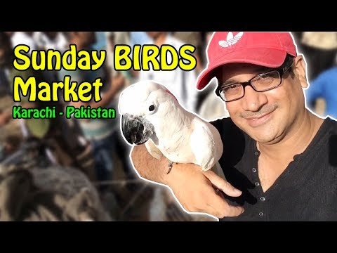 Sunday BIRDS Market Karachi | Lalukhet Birds for Sale in Pakistan | Video in URDU/Hindi Sunday BIRDS Market Karachi | Lalukhet Birds for Sale in Pakistan | Video in URDU/Hindi