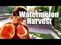 Watermelon Harvest -  Ready to Harvest? Taste Test // Growing Large Veggies/Fruit in Containers #4
