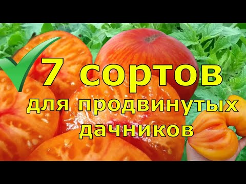 Видео: Информация о помидорах Sun Pride: как выращивать томаты Sun Pride