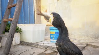 Cormorant Eats A Fish Bigger Than Its Own Head In Seconds