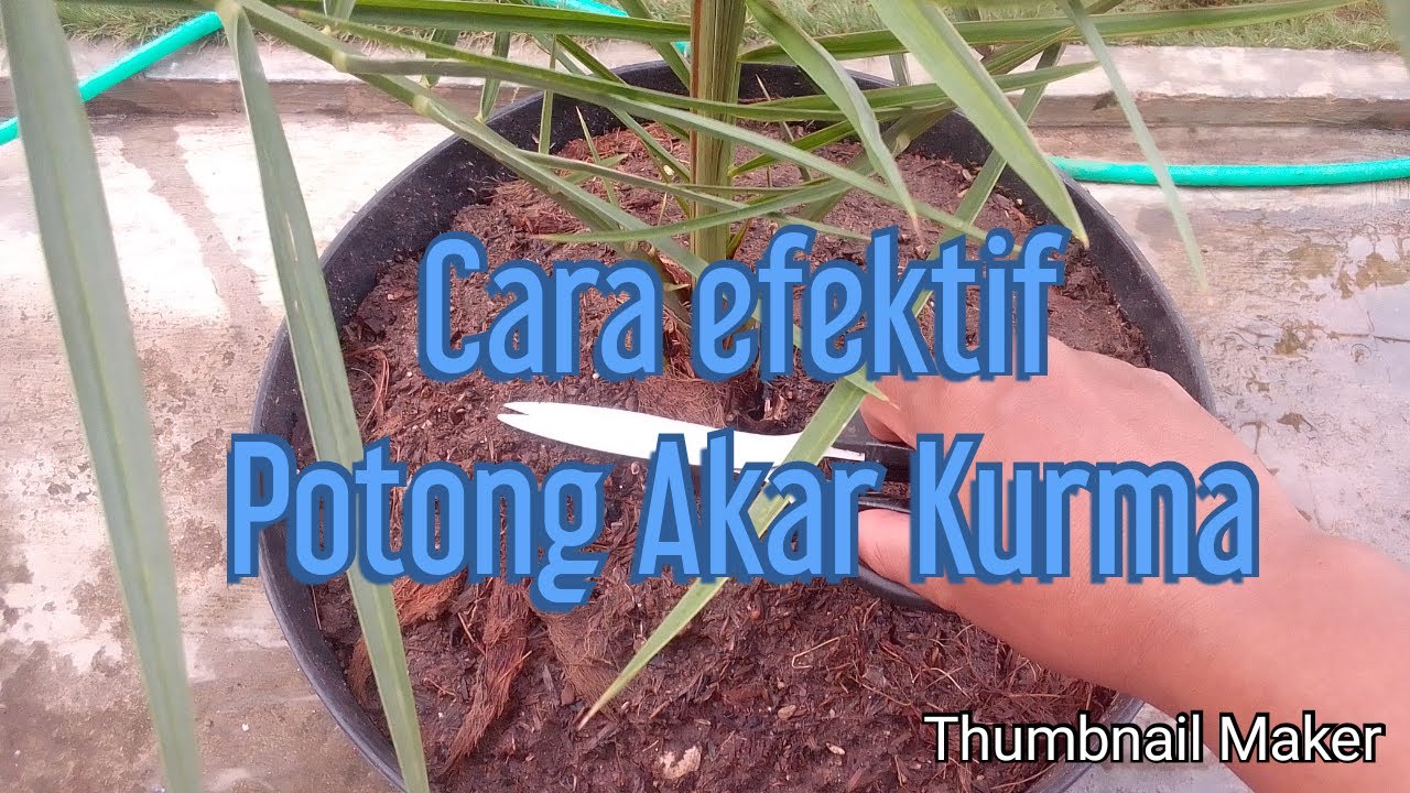 Cara potong akar kurma - YouTube