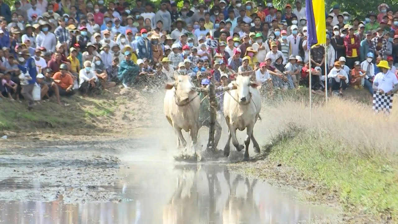 Vietnam oxen race in muddy Khmer festival | AFP