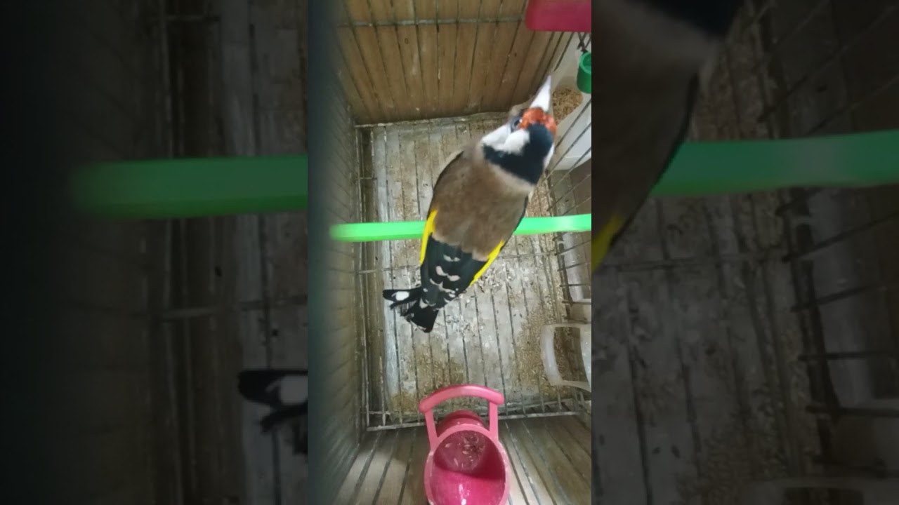 موقنين مراكش ويداني  maroc  tarik