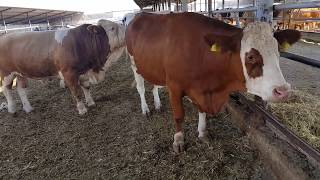 Bulls &amp; Cows Best Farming - New Bulls Meet Cows First Time #22