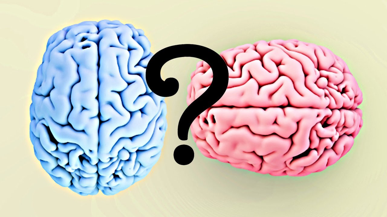 Are the Brains of Men and Women Different? - YouTube