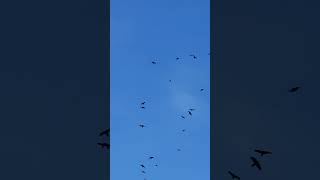 A Vibe Blue Sky Ambience Drove Of Birds Cielo Azul Buena Vibra