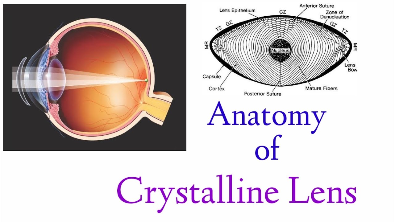 Anatomy Of Crystalline Lens Structure Human Eye YouTube