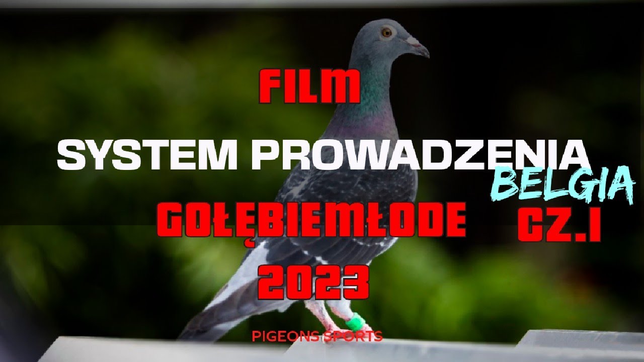 Filmy O Gołębiach Pocztowych Za Darmo