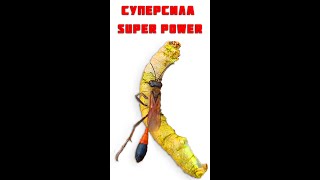 Супер сила Осы / Насекомые в деле / Super Power Wasps / Insects in action #shorts