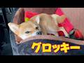 暑くてグロッキーな柴犬小夏 早朝のしあわせの村