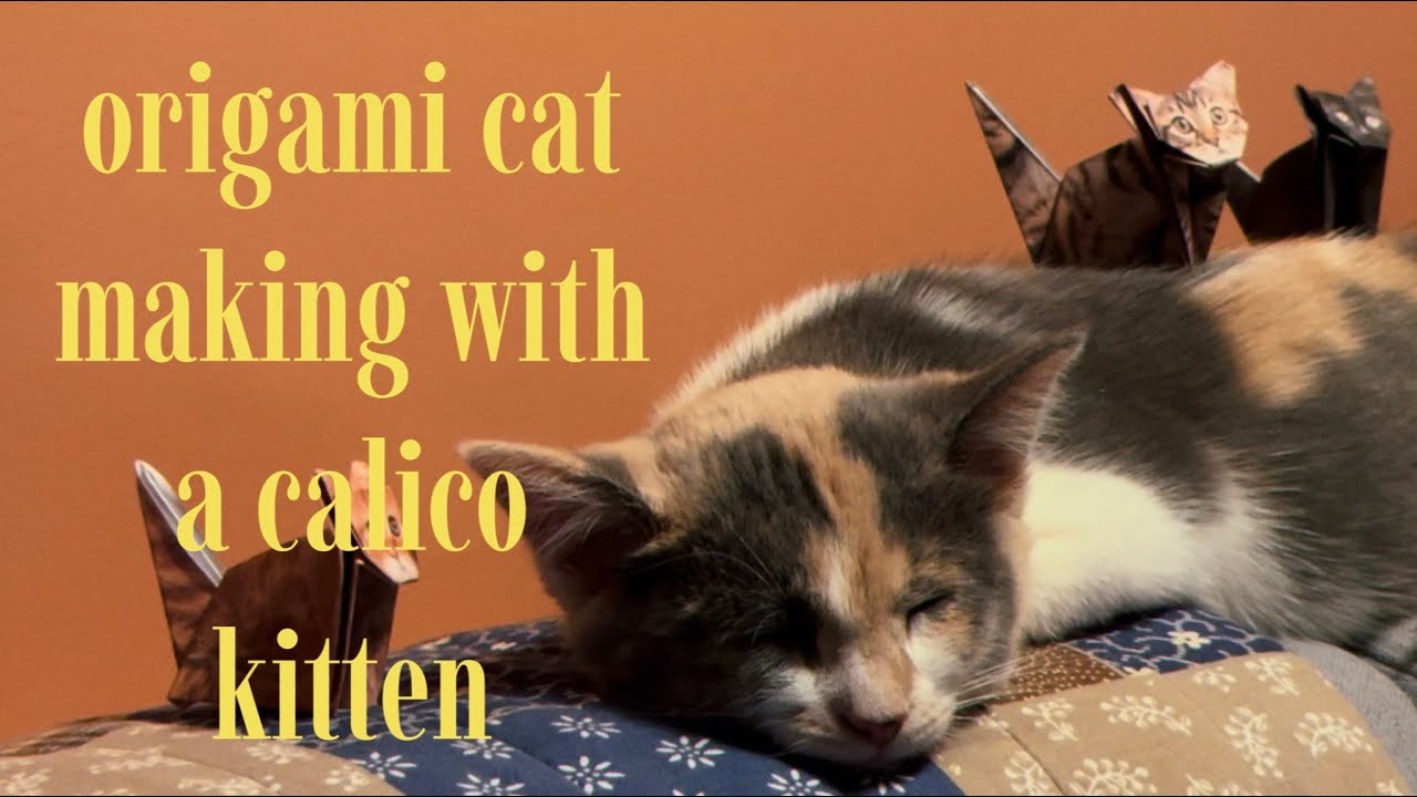 napping calico kitten and origami cat making