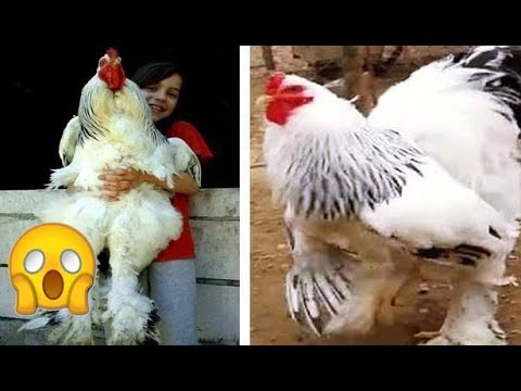 فيديو: فقط ما هو بالضبط هذا الدجاج العملاق الذي لديه قرقص الإنترنت؟