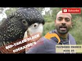 Red-tailed Black Cockatoo's - Free Flight Bird training, Breeding, and their management.