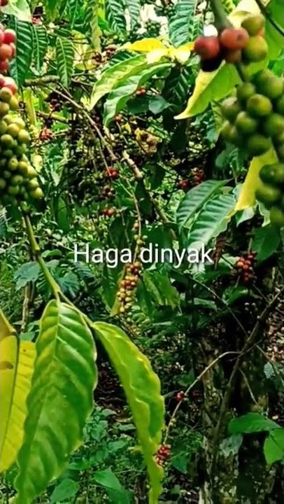 Kumbang kupi / Kembang kopi