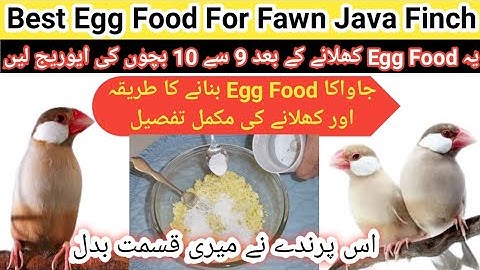 Best Egg Food For Fawn Java Finch 100% Result