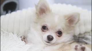 Barley’s Playpen Cleaning Day! 🐾❤️ FULL VIDEO