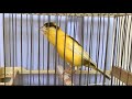 Un canarino è pronto a cantare a squarciagola /  canary is ready to sing loudly_  canario cantando