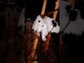 FOR GOAT LOVERS#shorts #viral #cow #fyp