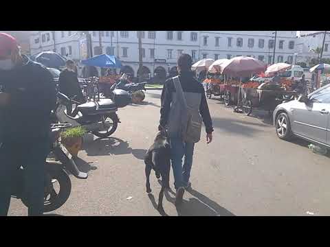 canis panther la marche au pied