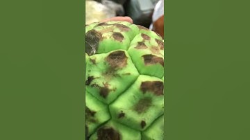 Tác dụng của na rừng