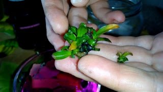 Пересадка Деток Орхидеи из своих семян на самостоятельную среду. Пересадка деток на мох сфагнум Пересадка Деток Орхидеи из своих семян на самостоятельную среду. Пересадка деток на мох сфагнум