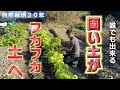 【自然栽培410 】誰でもできる！固い土をフカフカにする方法！