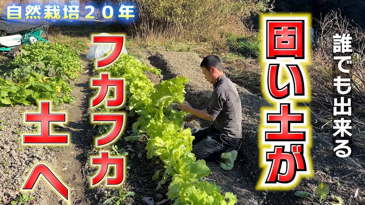 【自然栽培410 】誰でもできる！固い土をフカフカにする方法！