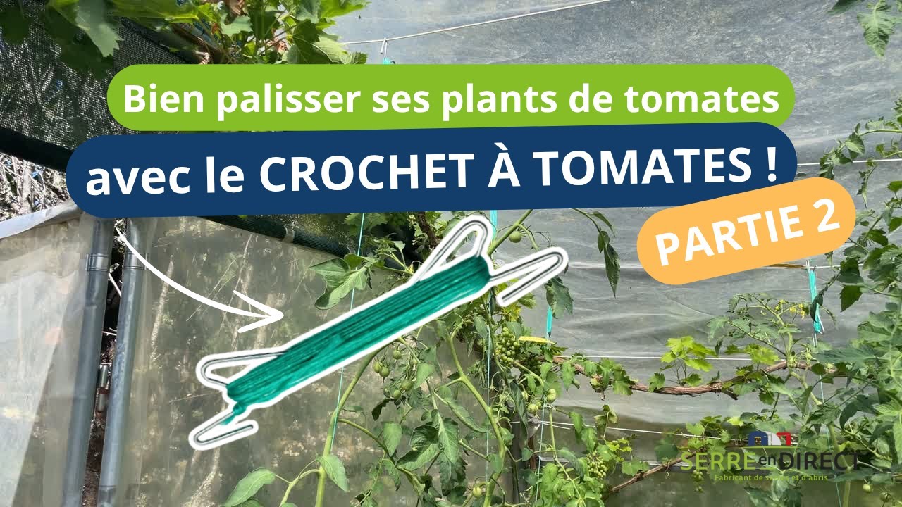 Palisser les tomates avec un crochet à tomates partie 2