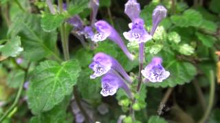 30秒の心象風景7188・紫の花タツナミソウ～赤穂御崎～