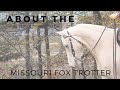 About the missouri fox trotter  gaited horse breeds  discoverthehorse