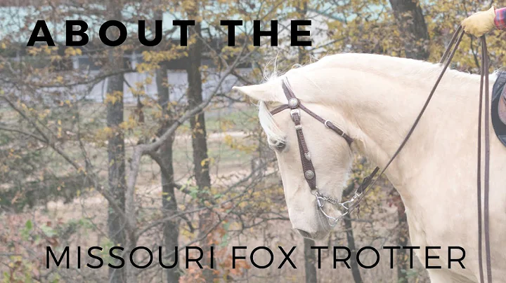 About the Missouri Fox Trotter | Gaited Horse Bree...