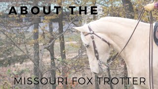 About The Missouri Fox Trotter Gaited Horse Breeds Discoverthehorse