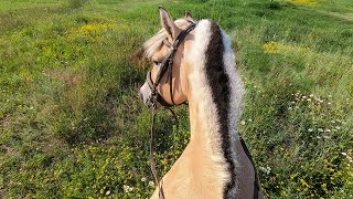 Riding a Norwegian Fjord Horse  Tack up and Ride with Me GoPro