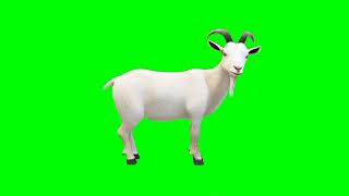 Goat green screen video hd | chroma key | copyright