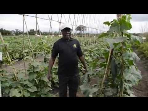 Video: Aina bora zaidi za matango kwa greenhouses za polycarbonate