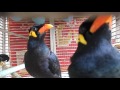 Mynah bird so funny