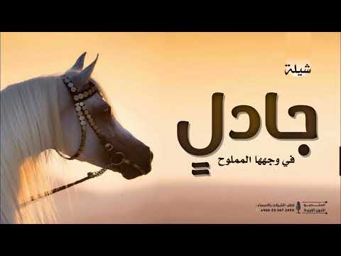 شيلة عروس حماسية جادل في وجهها المملوح شيلات عروس جديده 2026