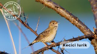 KEHIDUPAN BURUNG Burung Kecici Lurik DI ALAM HABITATNYA