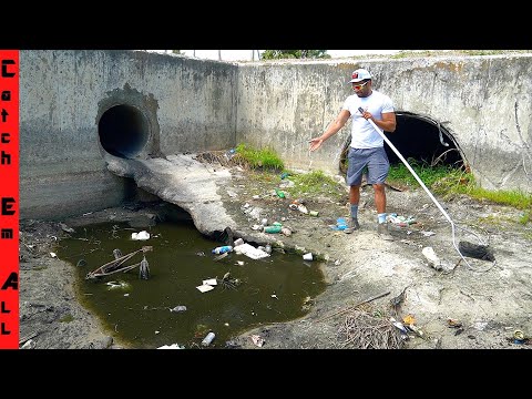 FISH STUCK in BLACK POOL of OIL!