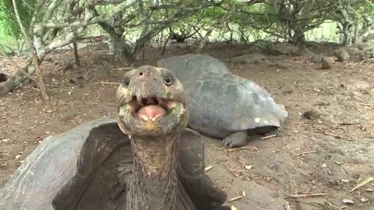 tortugas gigantes de Galápagos