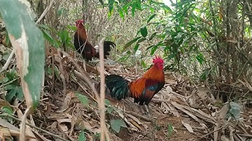 ต่อไก่ป่า yos hav zoov dib qaib qus tuaj zoo heev