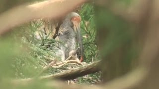 トキのひな、鳴き声確認 環境省が映像に記録