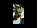 Самец белки издаёт хрюкающие звуки в период гона / male squirrel makes sounds during rutting season