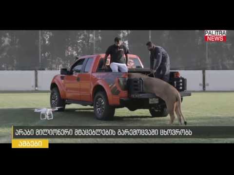 არაბი მილიონერი მტაცებლების გარემოცვაში ცხოვრობს